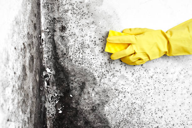 Best Post-Flood Mold Remediation in K I Sawyer, MI