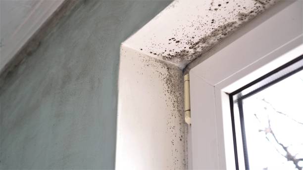 Best Black Mold Remediation in K I Sawyer, MI