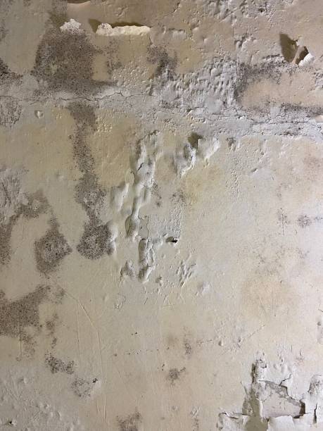 Best Residential Mold Remediation in K I Sawyer, MI