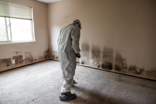 Best Localized Mold Remediation (e.g., coastal areas, humid climates) in K I Sawyer, MI
