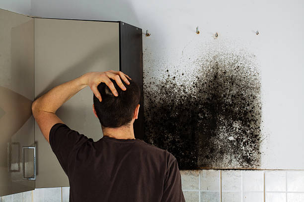 Best Emergency Mold Remediation in K I Sawyer, MI
