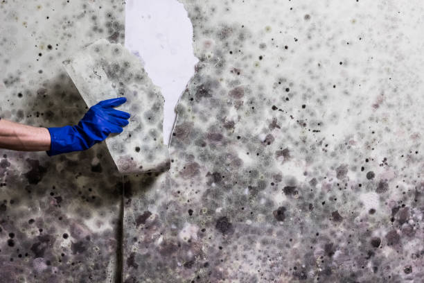  K I Sawyer, MI Mold Removal Pros